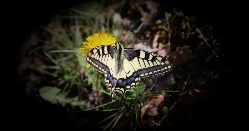 Swallowtail Butterfly on Dandelion