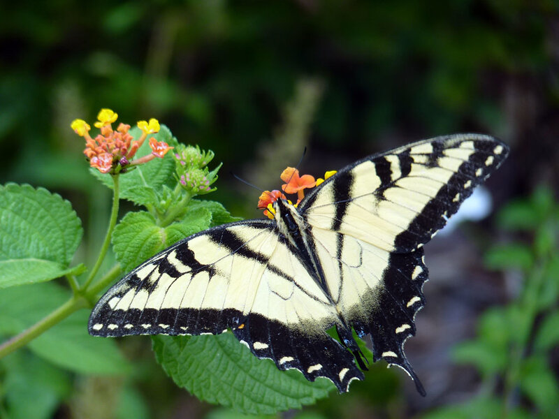 Swallowtail butterfly on flower