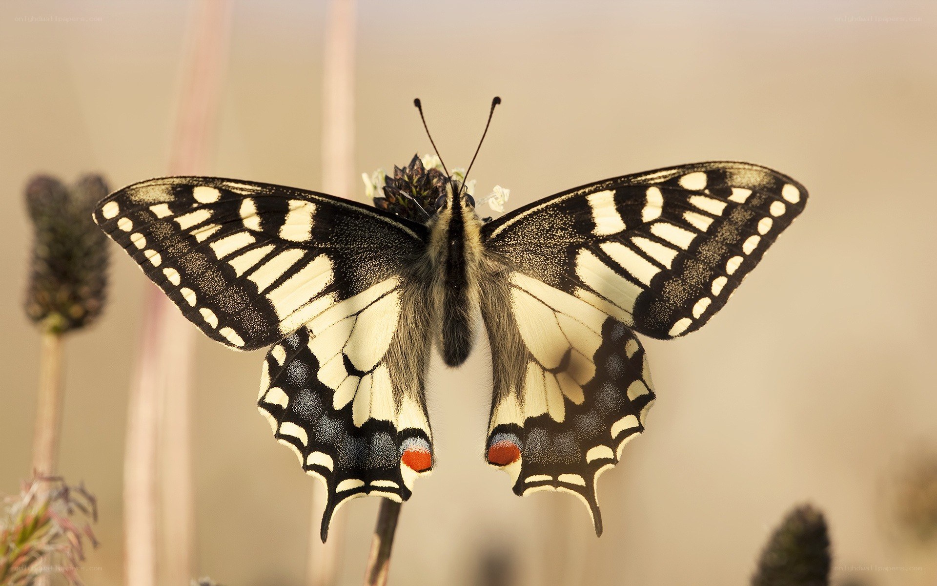 Swallowtail butterfly on flower