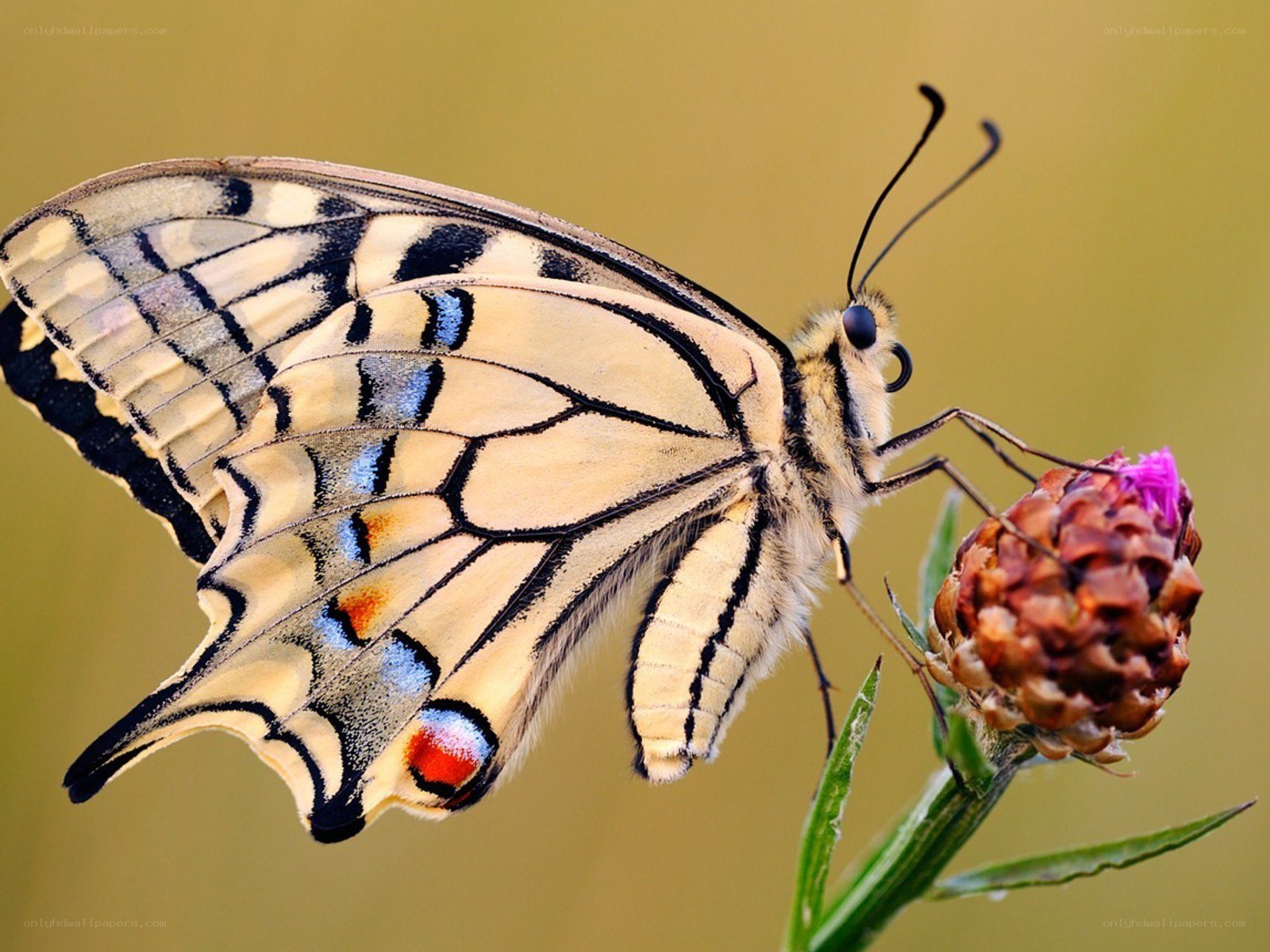 Swallowtail butterfly on flower
