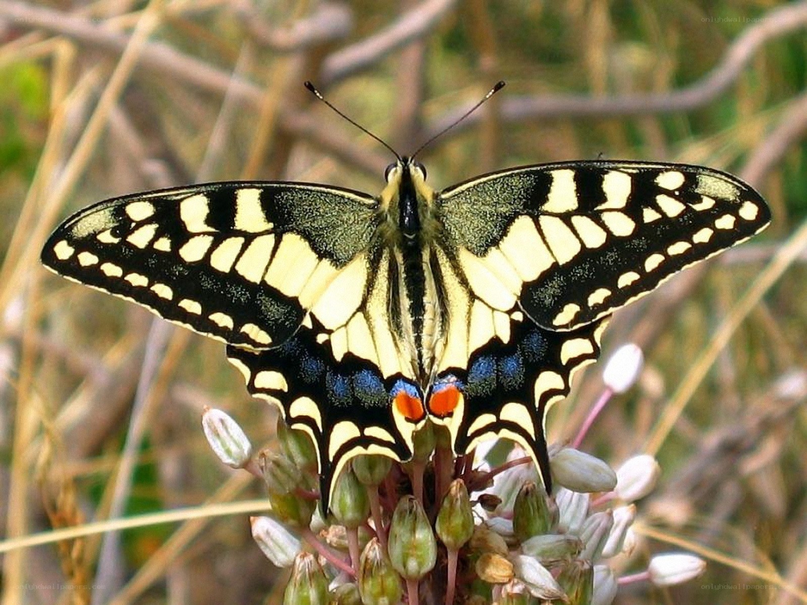 Swallowtail butterfly on flower