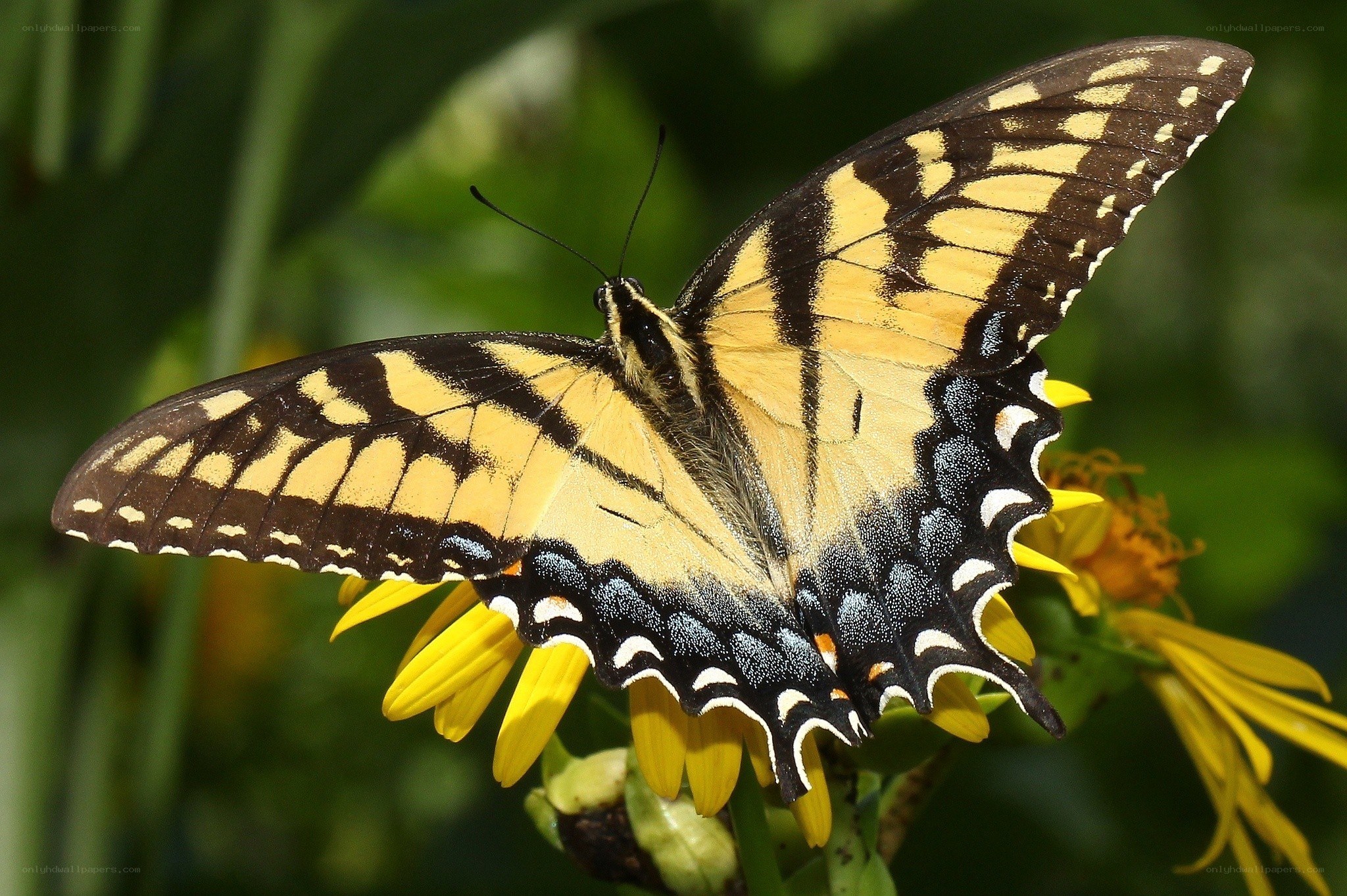 Swallowtail butterfly on flower