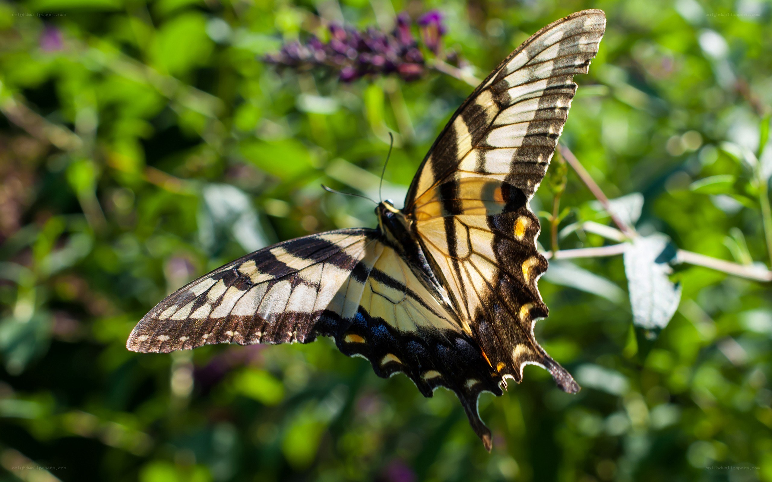 Swallowtail butterfly on flower