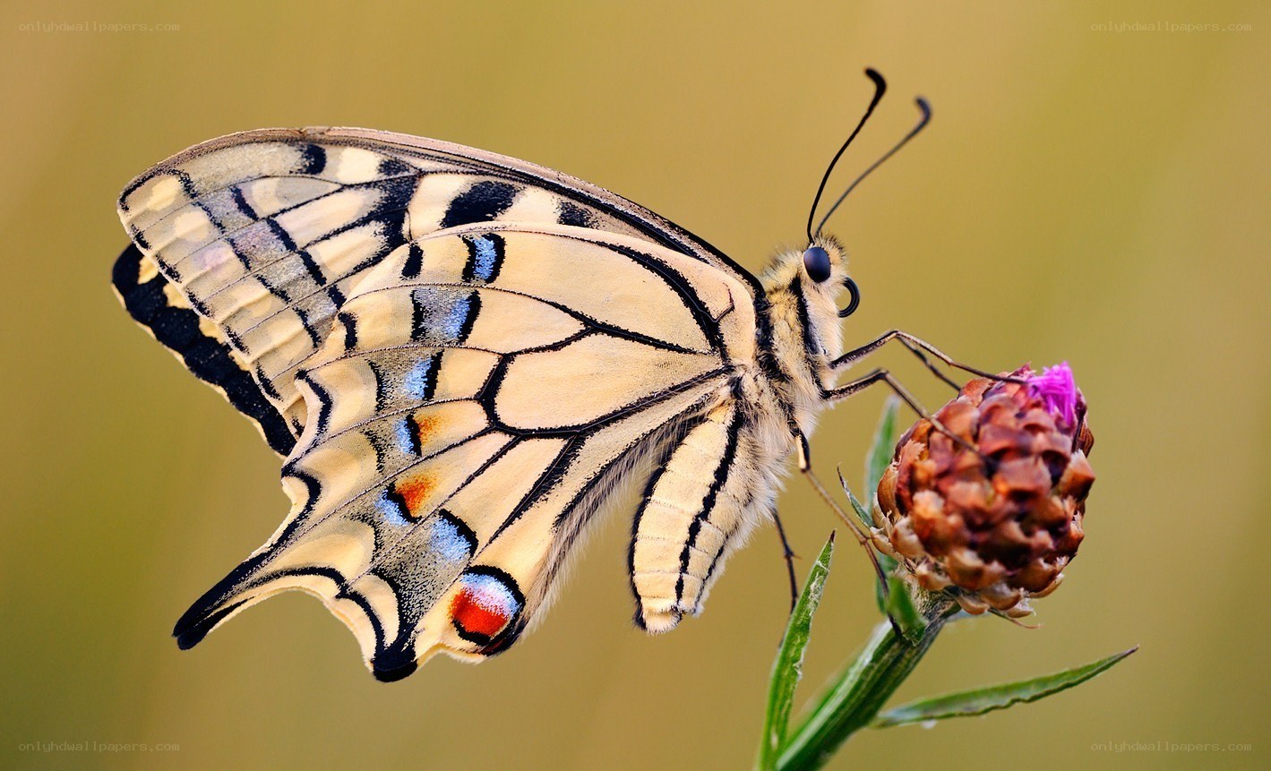 Swallowtail butterfly on flower