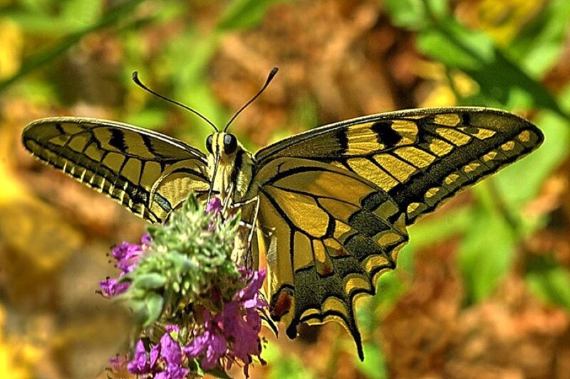 Swallowtail butterfly on flower
