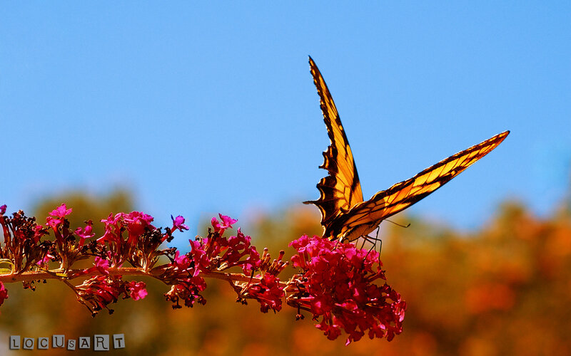 Swallowtail Butterfly on Flower — Blue, Serene