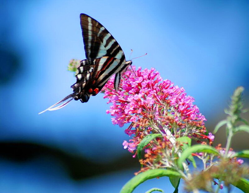 Swallowtail Butterfly on Flower — Blue