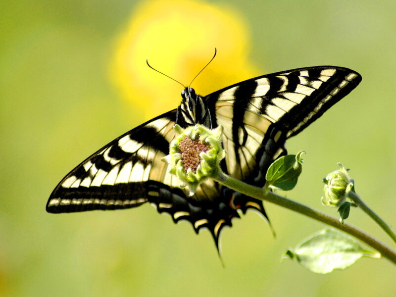 Swallowtail Butterfly on Flower — Green, Calm
