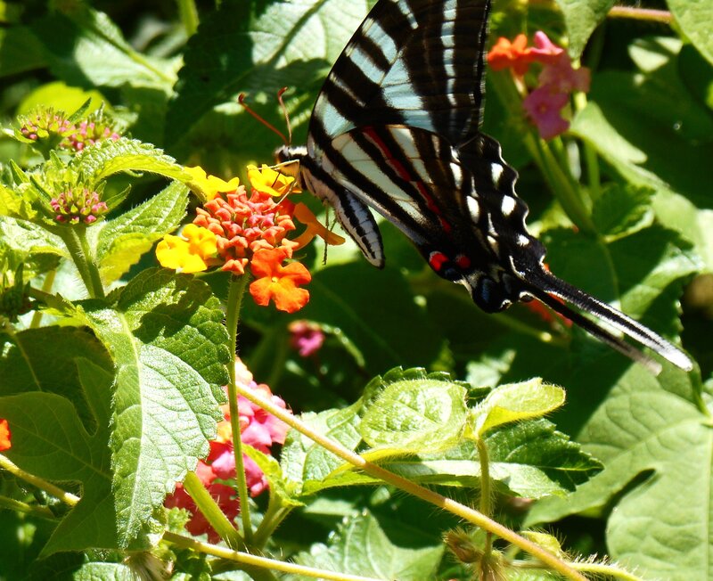 Swallowtail Butterfly on Flower — Green, Natural