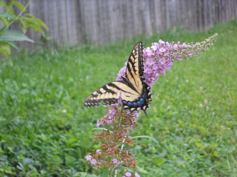 Swallowtail Butterfly on Flower — Green