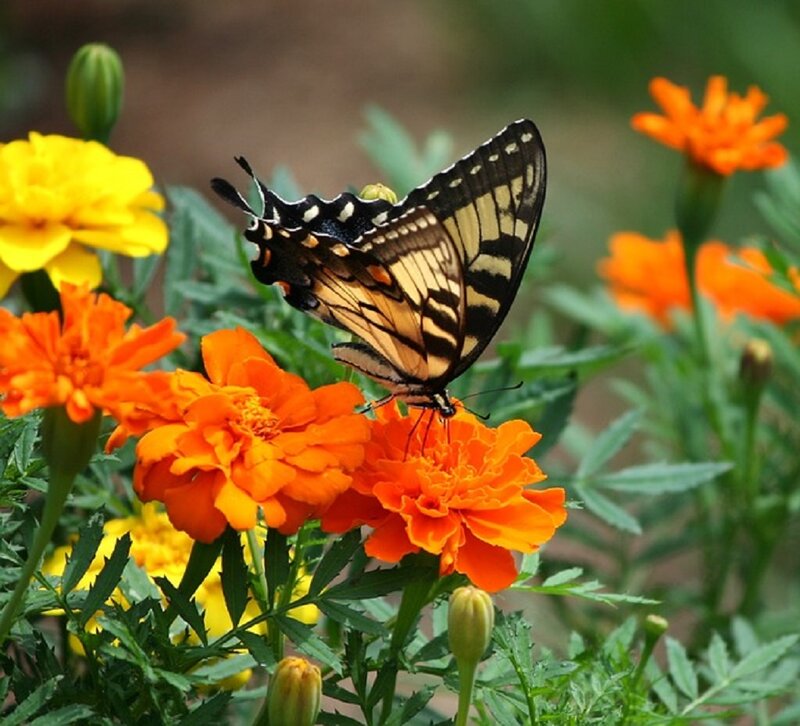 Swallowtail Butterfly on Flower — Orange, Calm, Afternoon
