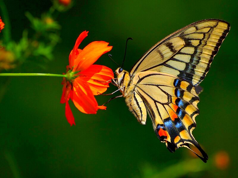 Swallowtail Butterfly on Flower — Orange, Calm
