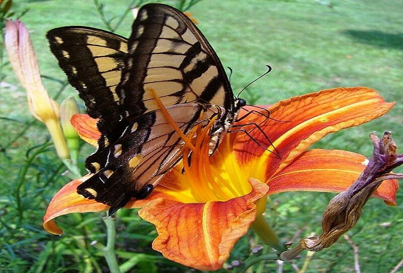 Swallowtail Butterfly on Flower — Orange, Natural