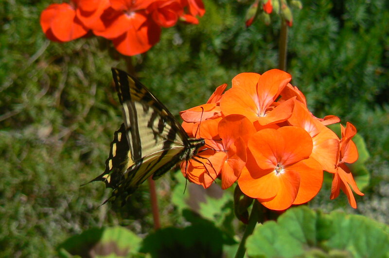 Swallowtail Butterfly on Flower — Orange