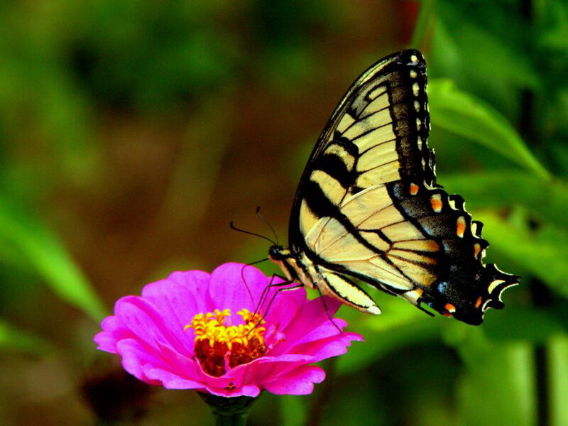 Swallowtail Butterfly on Flower — Pink, Calm, Afternoon