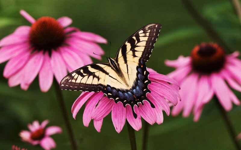 Swallowtail Butterfly on Flower — Pink, Calm, Summer, Photograph, Greenery