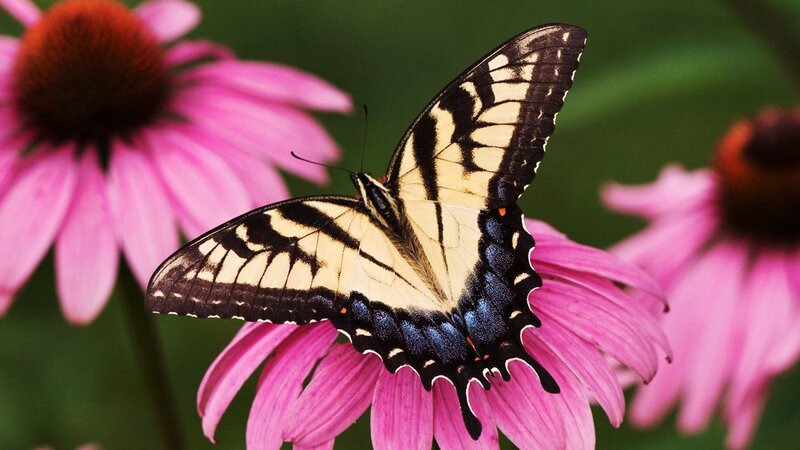 Swallowtail Butterfly on Flower — Pink, Calm, Summer, Photograph, Petals