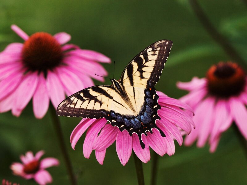 Swallowtail Butterfly on Flower — Pink, Calm, Summer