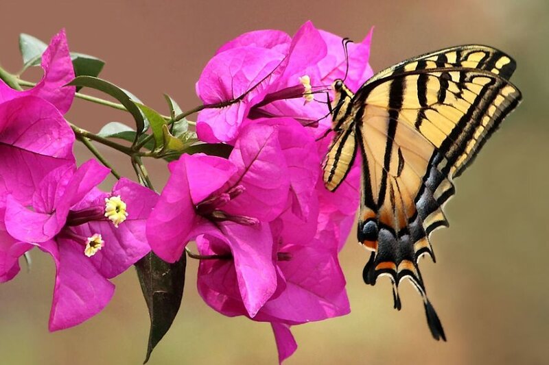 Swallowtail Butterfly on Flower — Pink, Calm