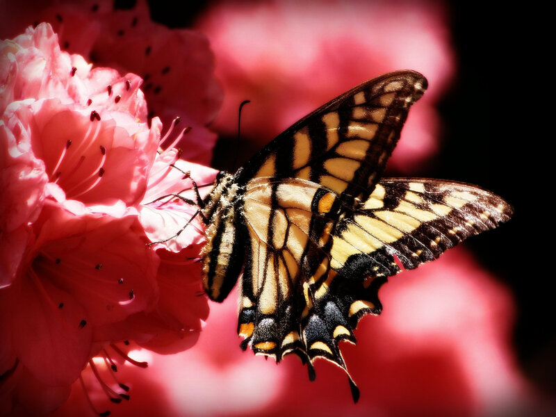 Swallowtail Butterfly on Flower — Pink, Dramatic