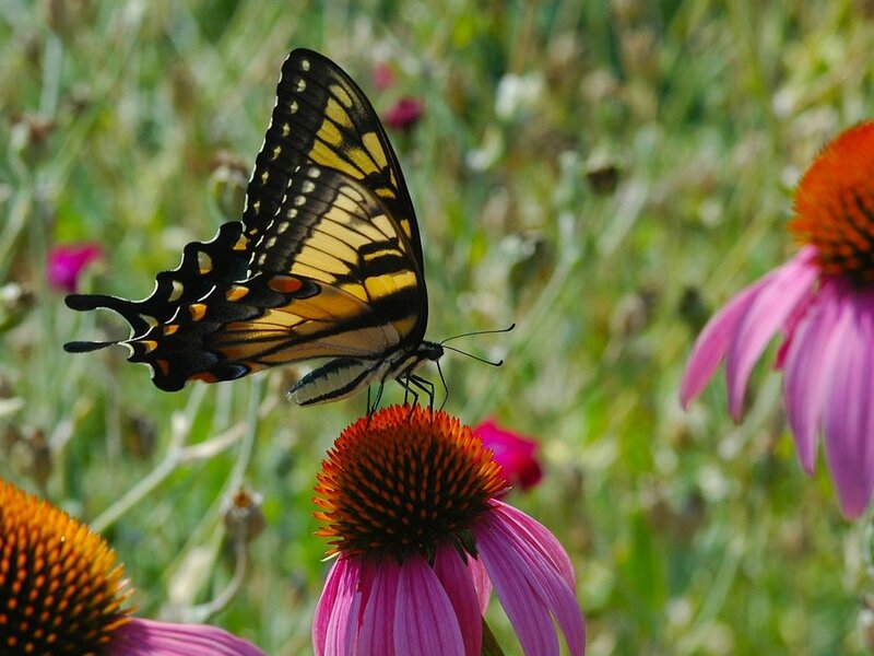 Swallowtail Butterfly on Flower — Pink, Serene, Afternoon, Photograph, Grass