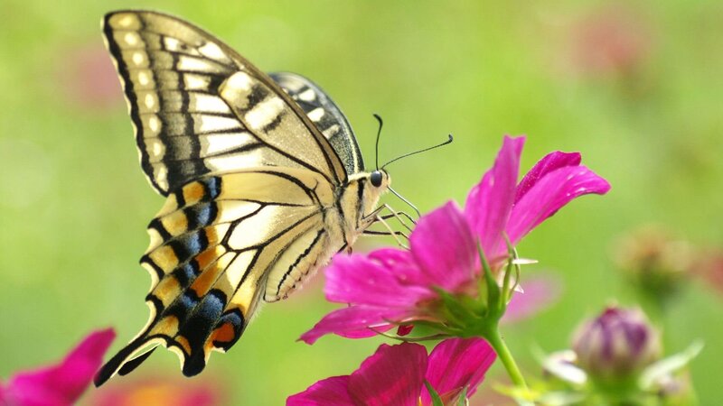 Swallowtail Butterfly on Flower — Pink, Serene, Afternoon, Photograph, Greenery, Bud