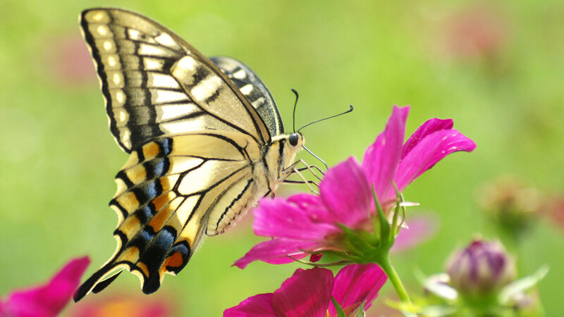 Swallowtail Butterfly on Flower — Pink, Serene, Afternoon, Photograph, Greenery