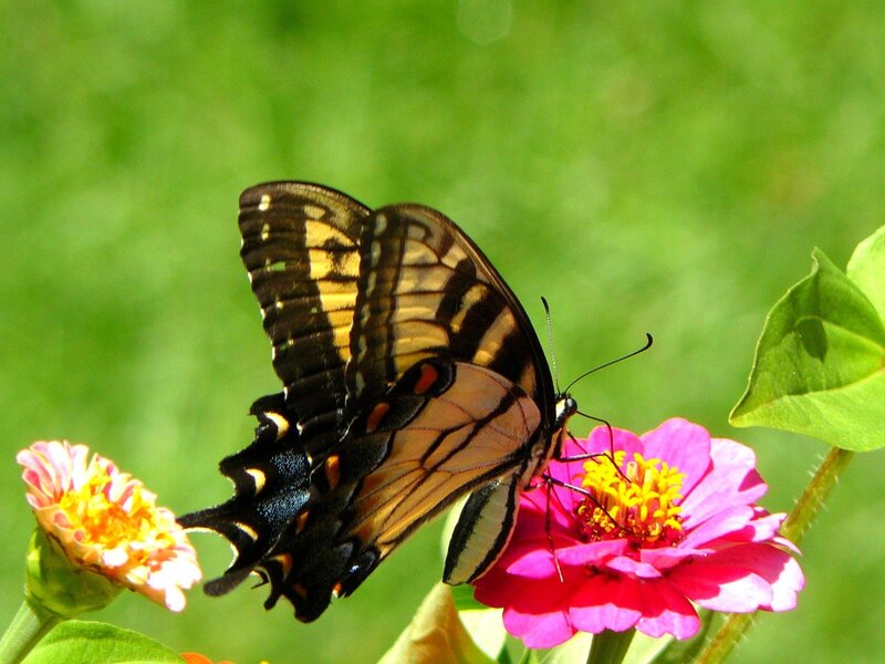 Swallowtail Butterfly on Flower — Pink, Serene, Afternoon, Photograph, Leaf, Green