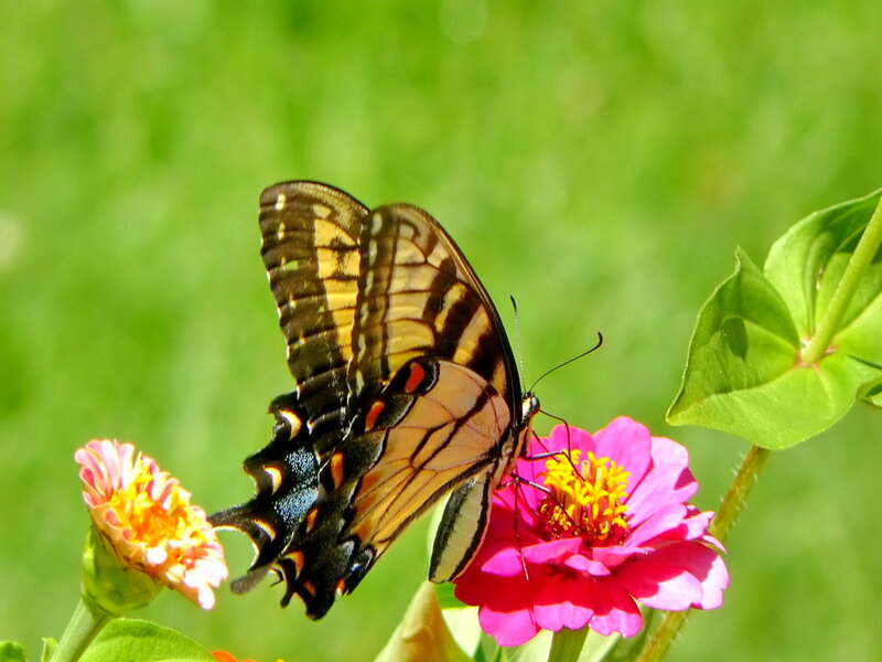 Swallowtail Butterfly on Flower — Pink, Serene, Afternoon, Photograph, Leaf