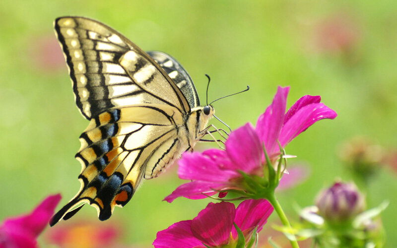 Swallowtail Butterfly on Flower — Pink, Serene, Afternoon