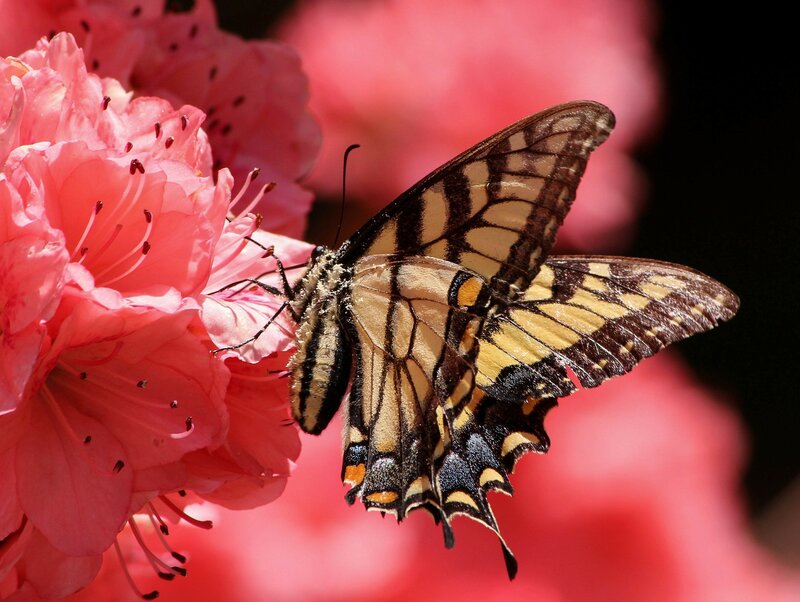 Swallowtail Butterfly on Flower — Pink, Serene, Spring, Photograph