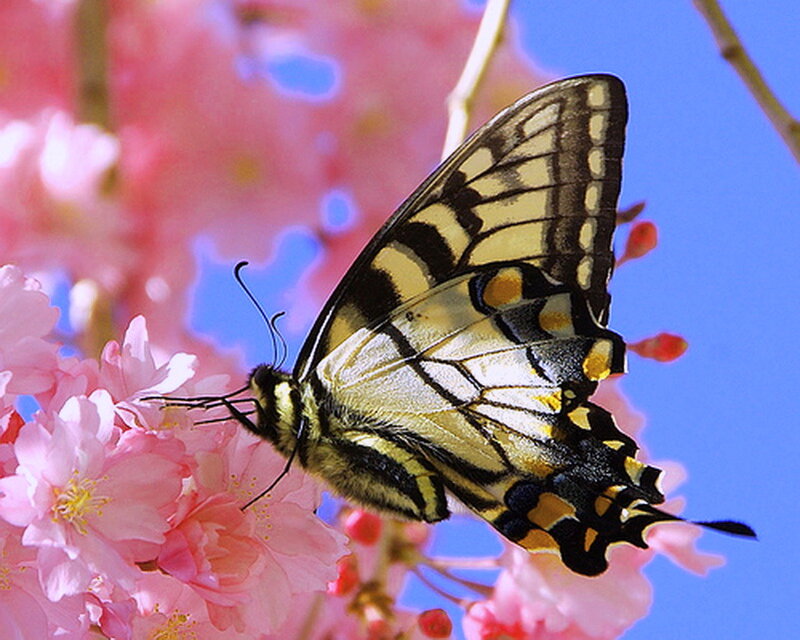 Swallowtail Butterfly on Flower — Pink, Serene, Spring