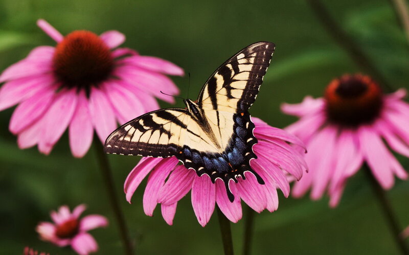 Swallowtail Butterfly on Flower — Pink, Serene, Summer, Photograph