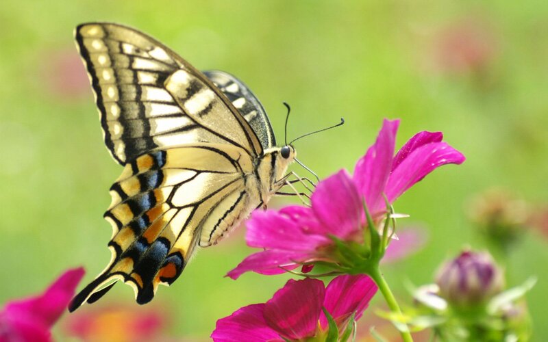 Swallowtail Butterfly on Flower — Pink, Serene, Summer