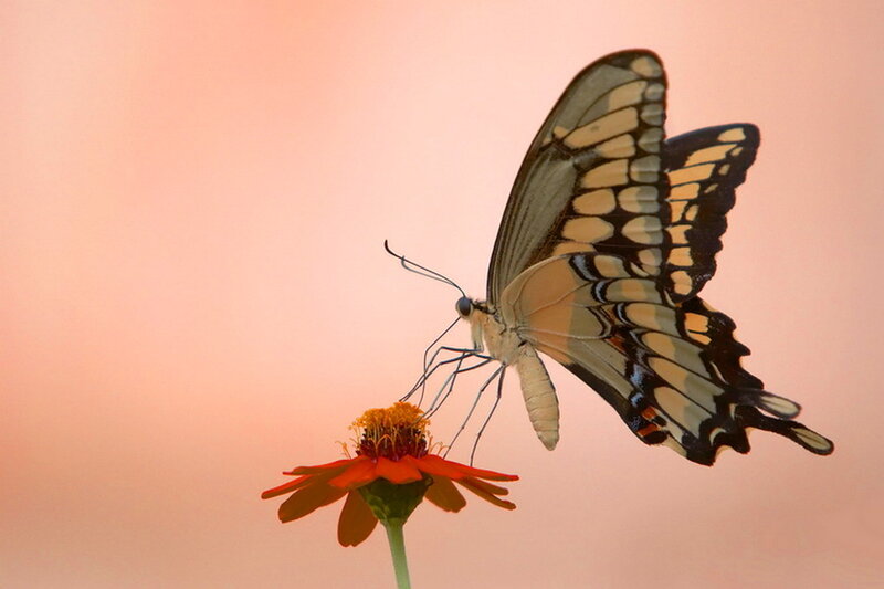 Swallowtail Butterfly on Flower — Pink, Serene