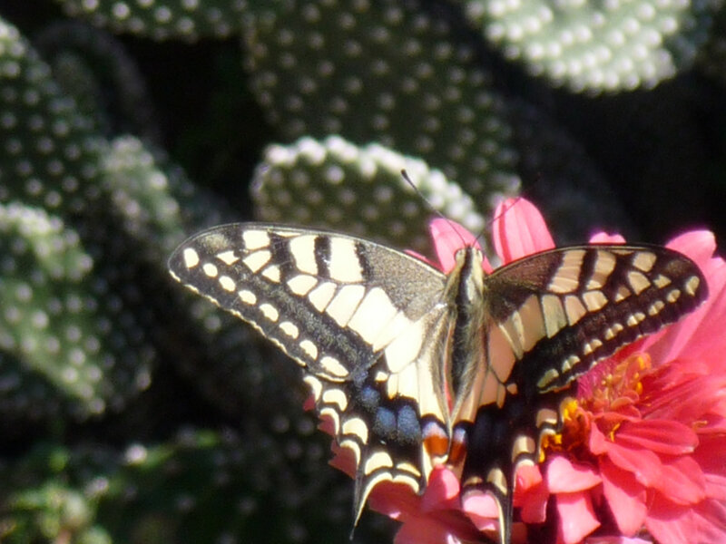 Swallowtail Butterfly on Flower — Pink