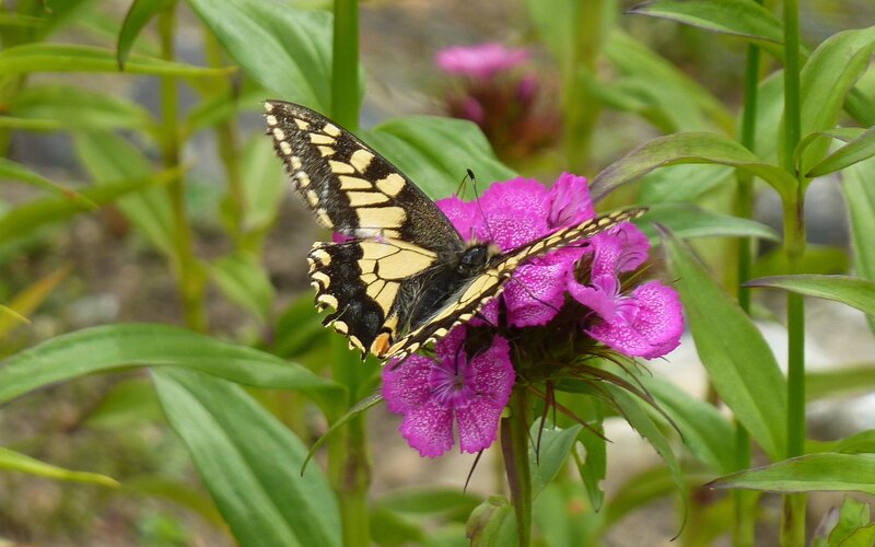 Swallowtail Butterfly on Flower — Purple, Calm, Afternoon, Photograph, Leaf