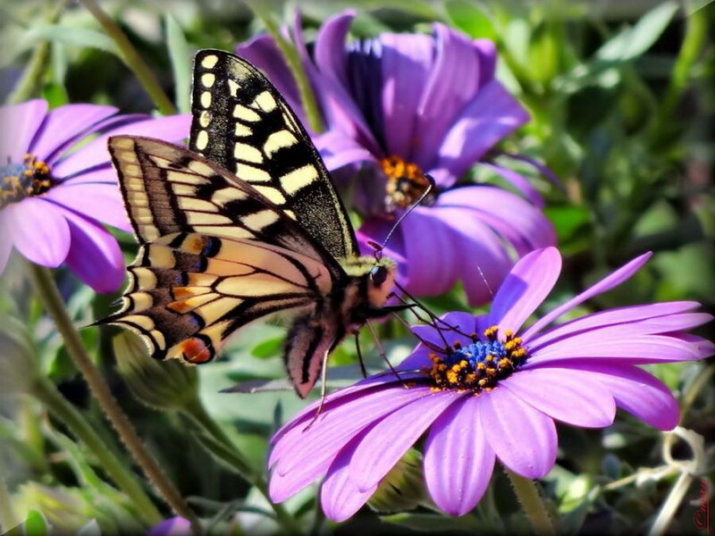 Swallowtail Butterfly on Flower — Purple, Calm, Afternoon, Photograph, Purple Flowers