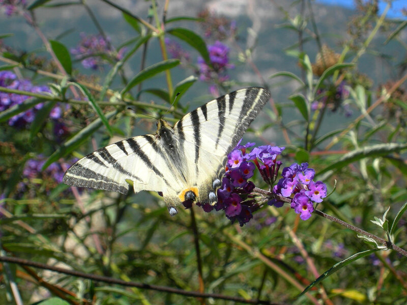 Swallowtail Butterfly on Flower — Purple, Calm, Afternoon, Photograph
