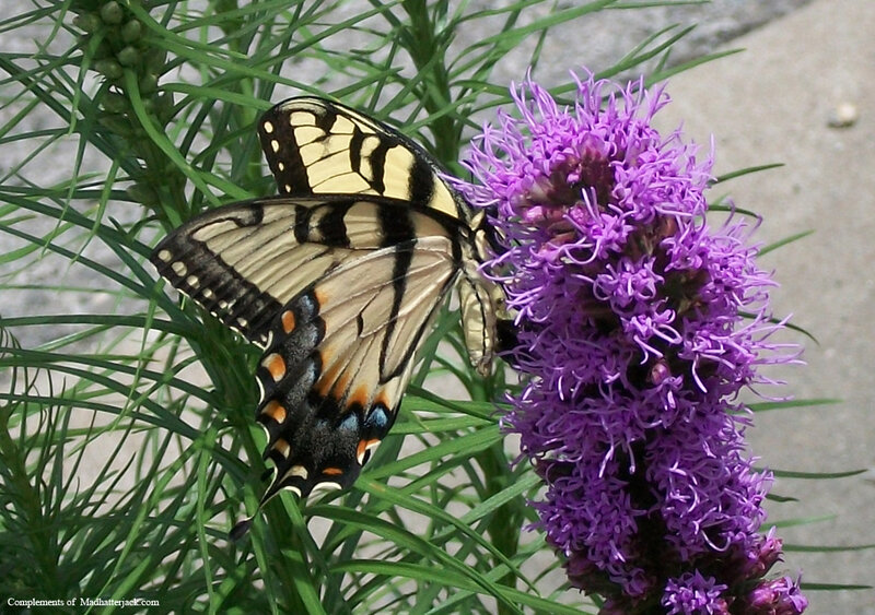 Swallowtail Butterfly on Flower — Purple, Calm, Afternoon
