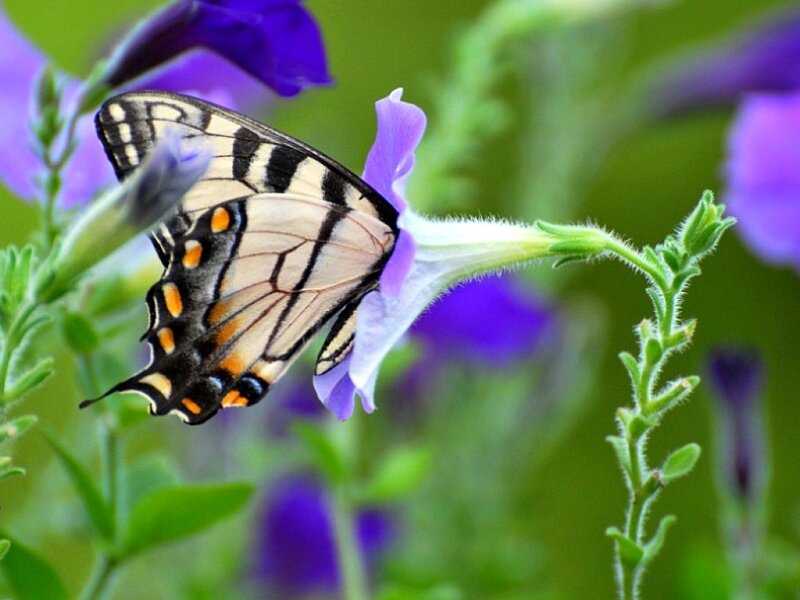 Swallowtail Butterfly on Flower — Purple, Calm, Summer, Photograph