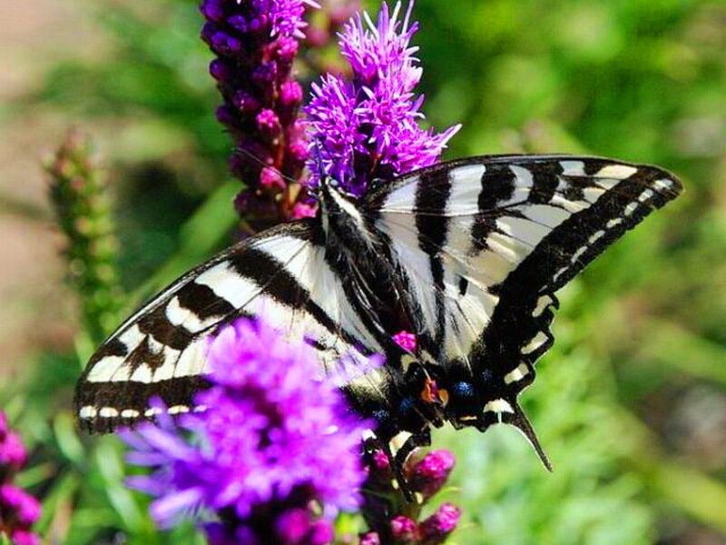 Swallowtail Butterfly on Flower — Purple, Calm, Summer