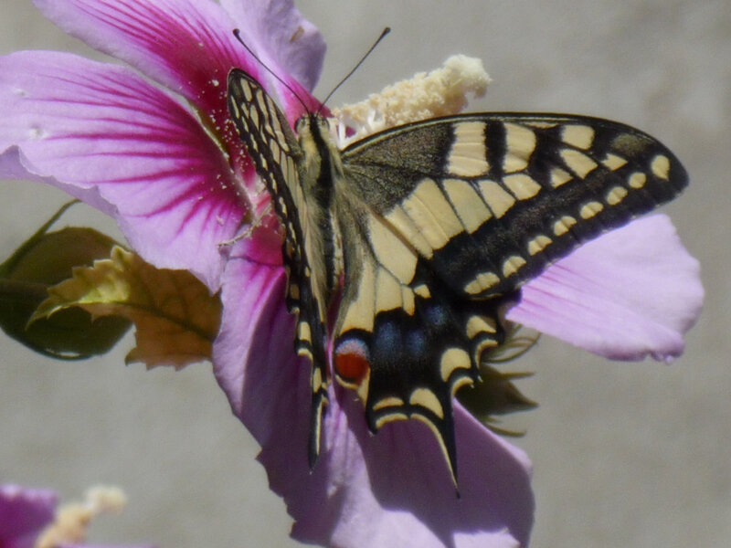 Swallowtail Butterfly on Flower — Purple, Calm