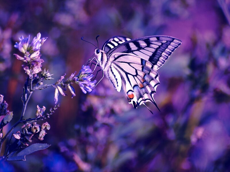 Swallowtail Butterfly on Flower — Purple, Serene, Night, Photograph