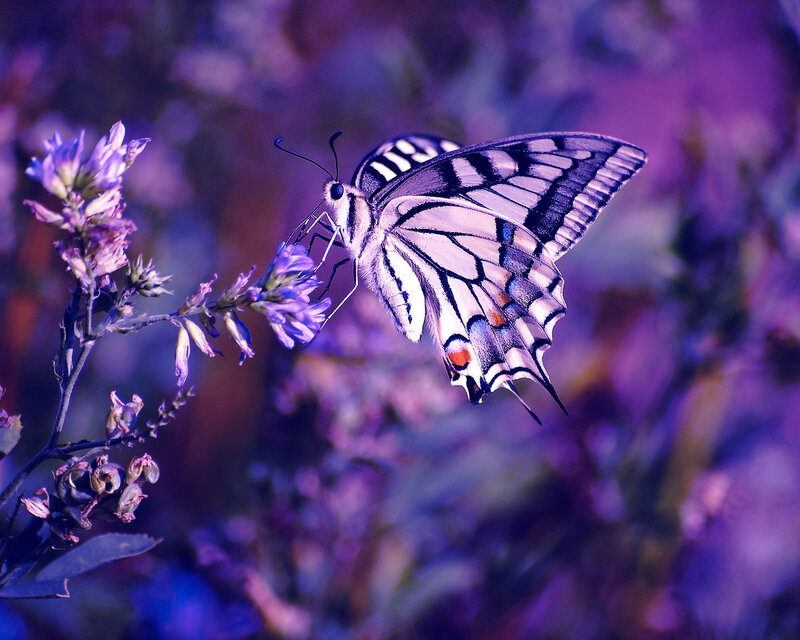 Swallowtail Butterfly on Flower — Purple, Serene, Night