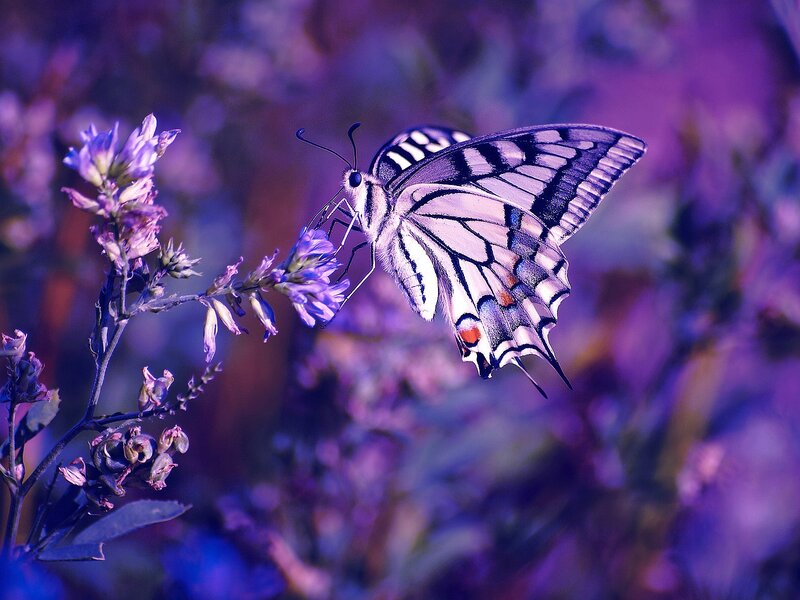 Swallowtail Butterfly on Flower — Purple, Serene, Photograph, Plant