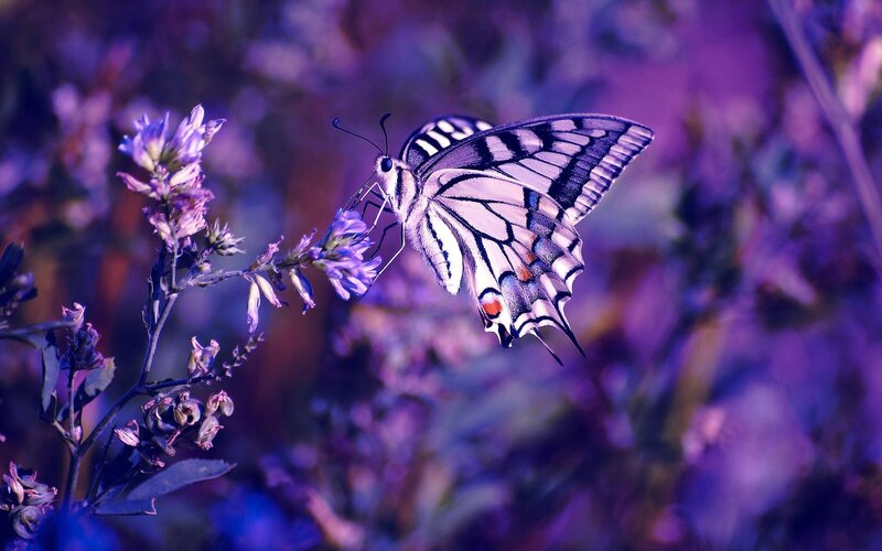 Swallowtail Butterfly on Flower — Purple, Serene
