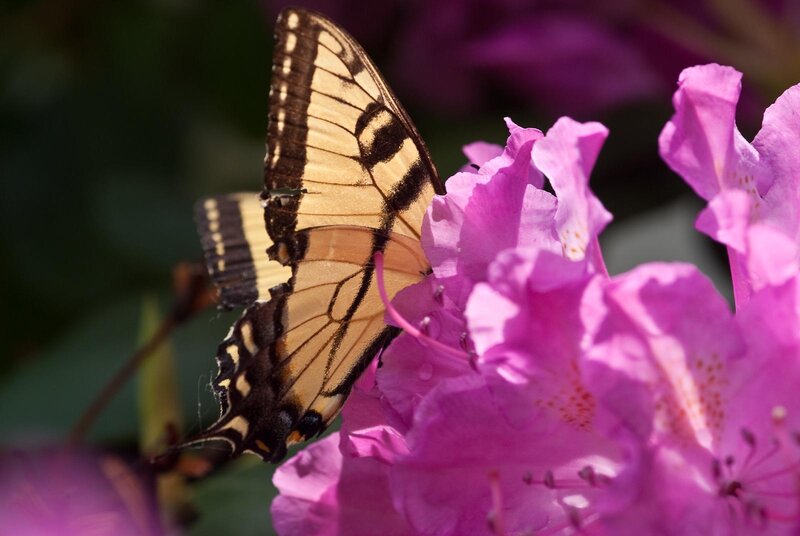 Swallowtail Butterfly on Flower — Purple