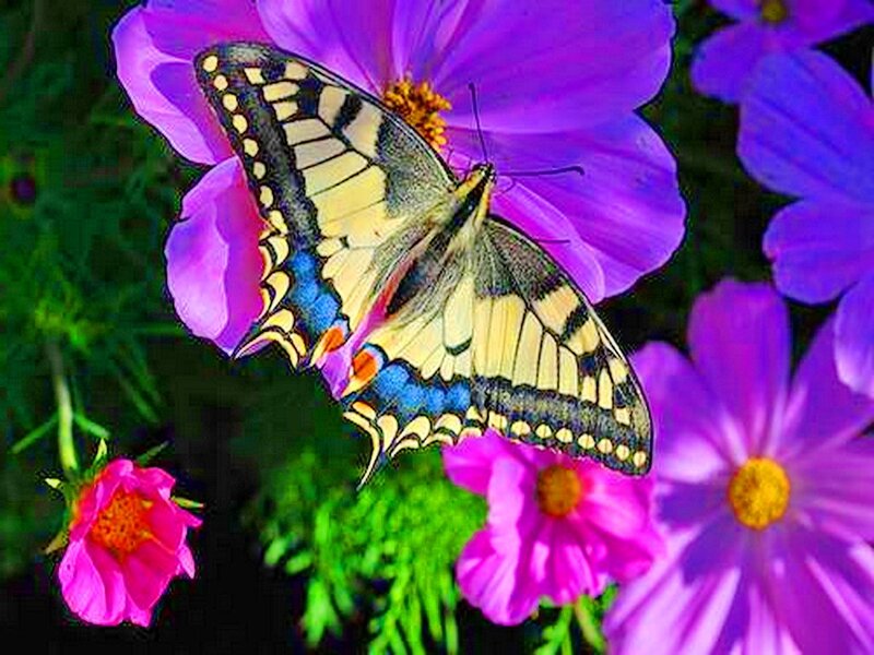 Swallowtail Butterfly on Flower — Purple, Vibrant