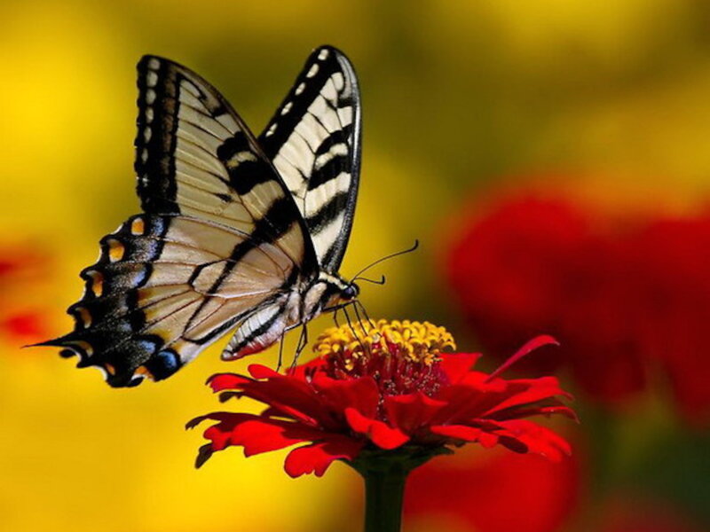 Swallowtail Butterfly on Flower — Red, Calm, Afternoon, Photograph, Pollen